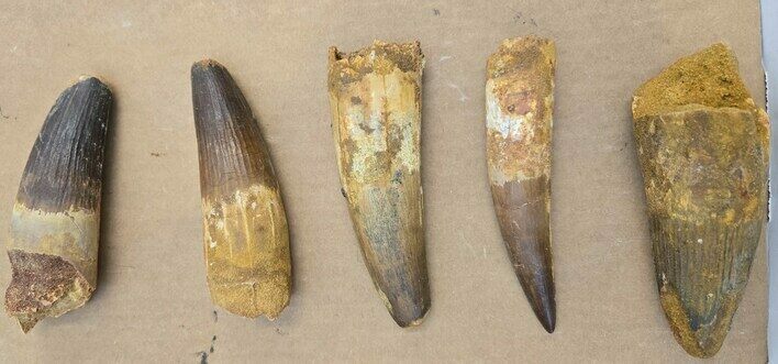 Wholesale Lot of Five Spinosaurus Teeth #328032